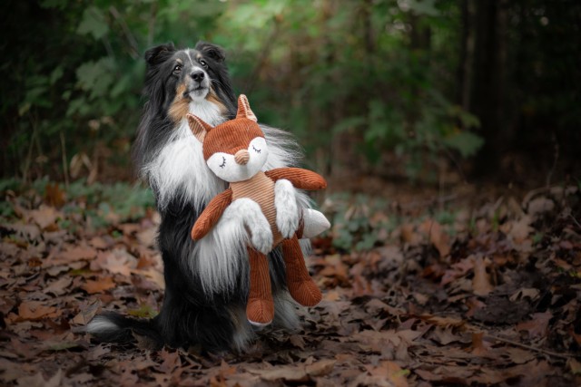 sammythesheltie:Everyday I look at Sammy and ask myself “why is he so cute” ❤?