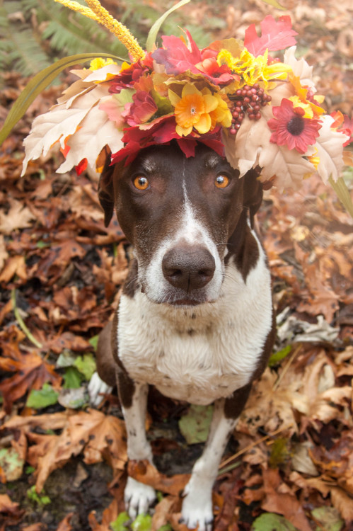 threeleggedgoat:

my sweetest boy