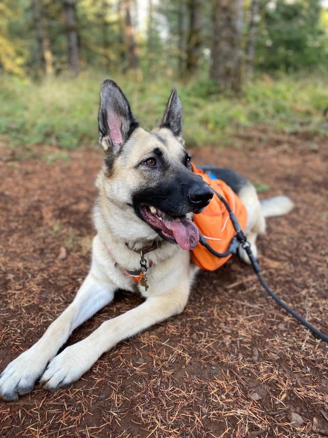 a-hiking-fish:The storm we just had cleared up the nasty smoke and we finally got out for a hike! It…