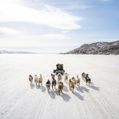 darkwood-sleddog:Greenland Dogs from the Greenland Fiord Tours…