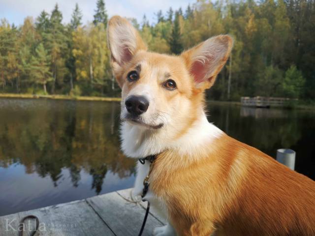 katlathecorgi:By the bridge