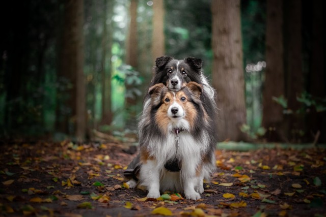 sammythesheltie:Just all the warmth, love and strength from us to you all ❤.