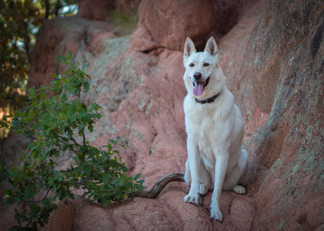 ranbydoghair:Red Rocks Canyon