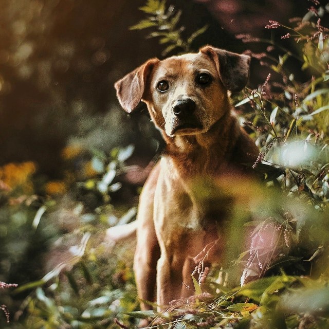 sixpackpups:A lean, mean 10 year old. Shy’s looking good for his age!