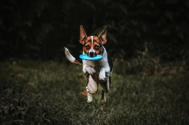 sixpackpups:We’ve been learning how to play disc. Moo has been learning how to fly 😍