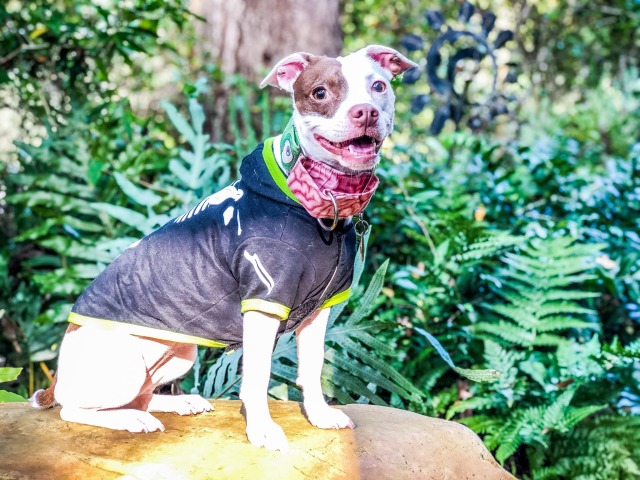 halloweenie 🎃 (rat dog, 2.5yo pithuahua)