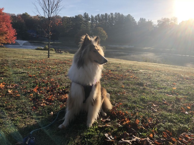 kangals:her winter coat is coming back with a vengeance… I think in a few months she’s just…