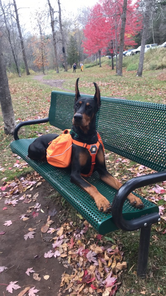 elvenferretots:🎃 Okay, I like the orange backpack. 🎃