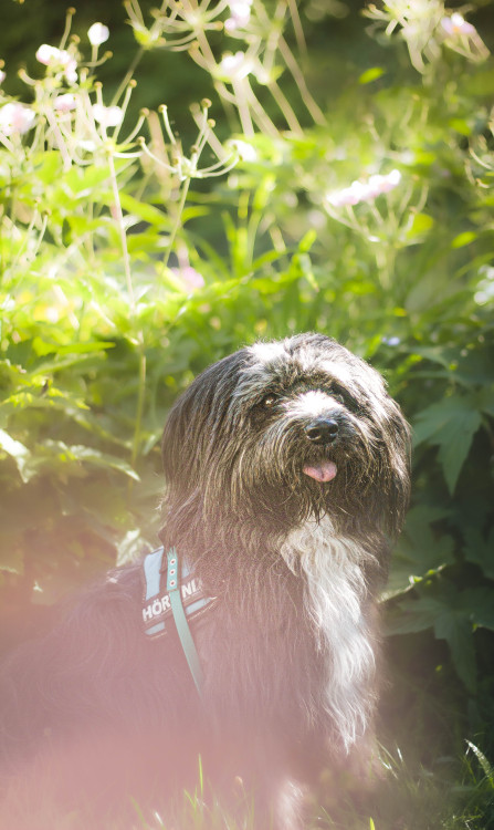 zunatheprincess:The neighbor’s dogs – a Tibetan Terrier called…