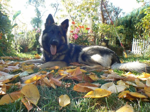 4reddragon:

Happy in our garden.