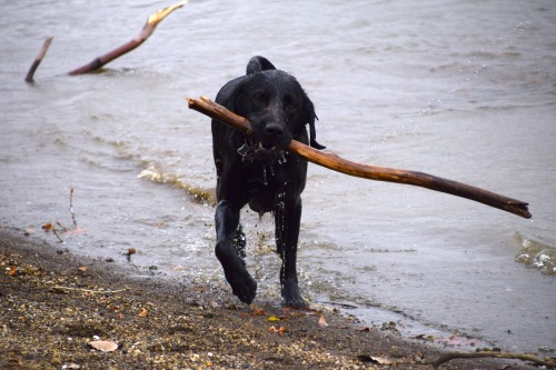 cosmonought:“take a cute photo of a wet lab” challenge failed…