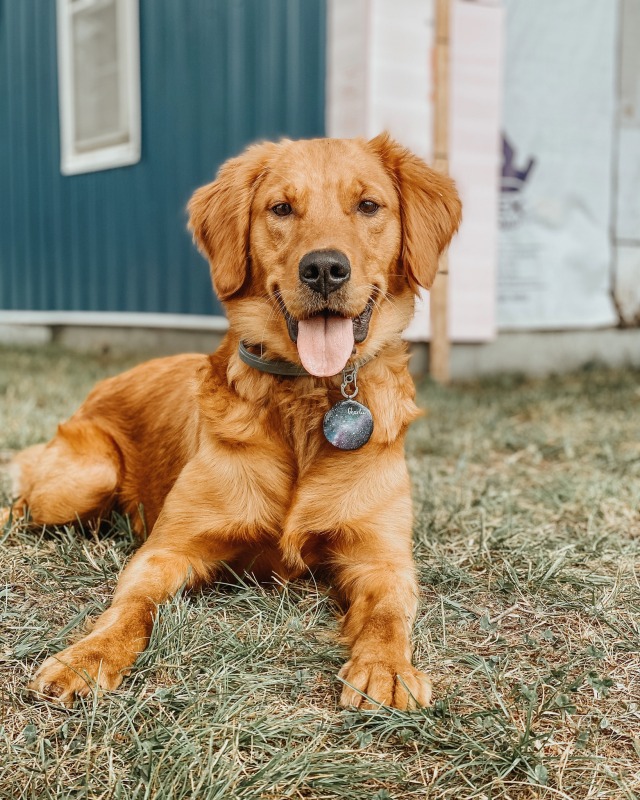 bo0fs:What a handsome puppy