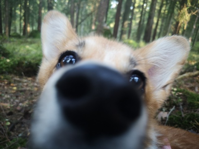 katlathecorgi:*sniffing on your screen*