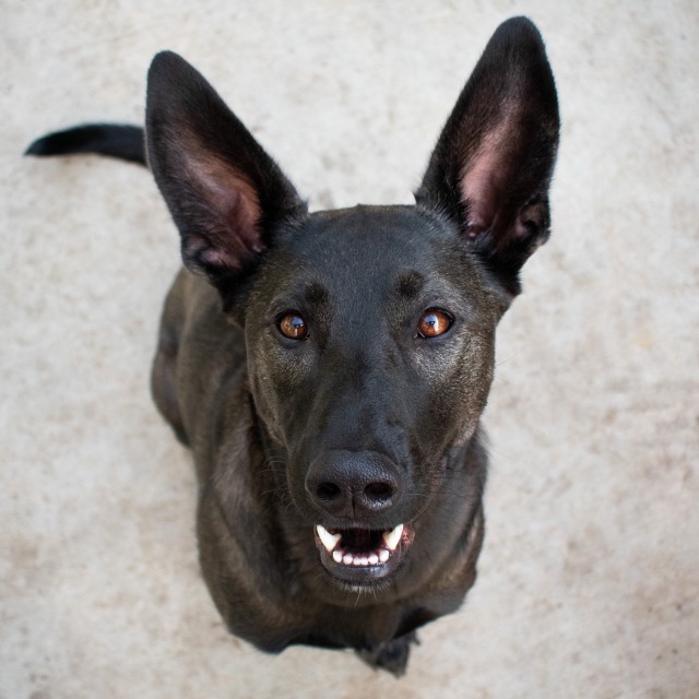 dogsinnature:She’s perfection