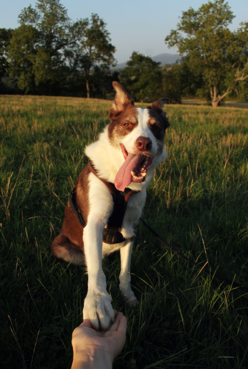 megpricephotography:
Who is a Good Boy? FLYNNIE is!! 
Flynn is…