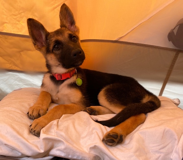 Sasha the German Shepherd enjoying a weekend in the Poconos.