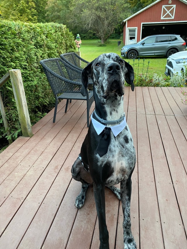 Kane the Great Dane