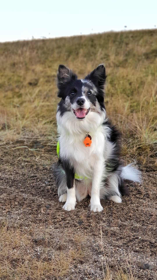 woolywoofs:Happy puppy