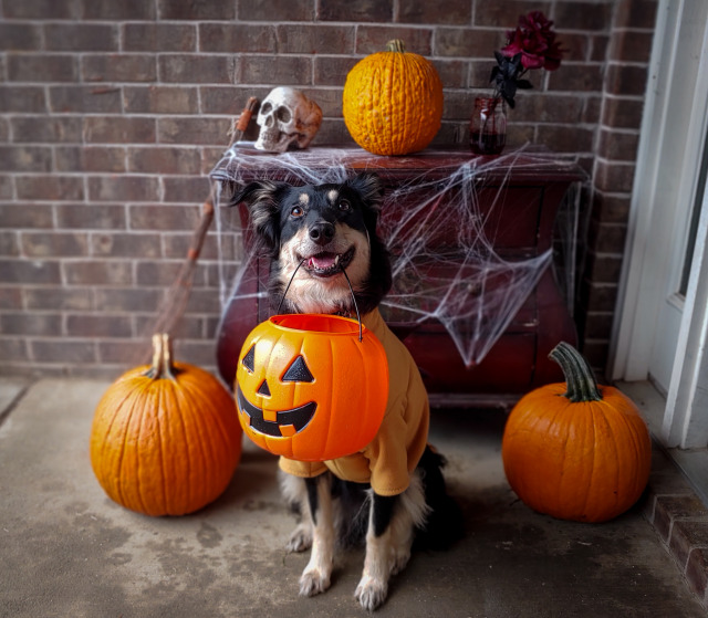 riley-coyotl:Halloween pups