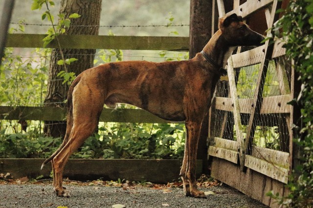 redbrindlereggie:his hind legs could come back a little but hey he’s still looking good