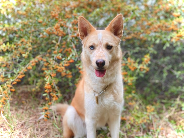 vulpinesunshine:the little fruits are orange now!! compared to yellow just last month!