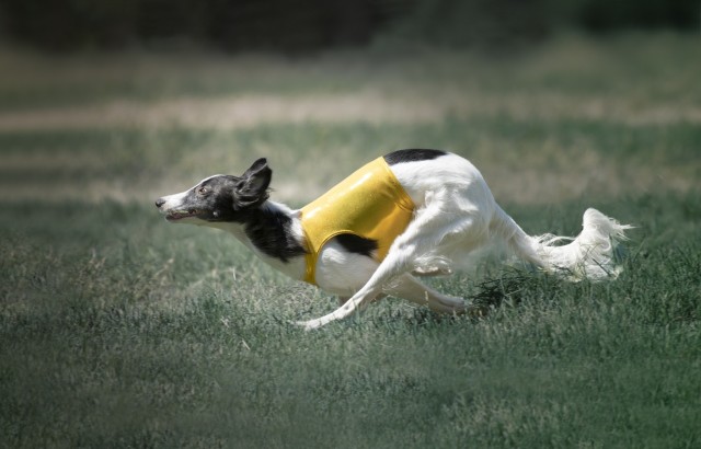 pippindot:Ears ready for liftoff!Photo by Flydog Photography