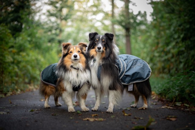 sammythesheltie:Happy boys in new coats 🐶!