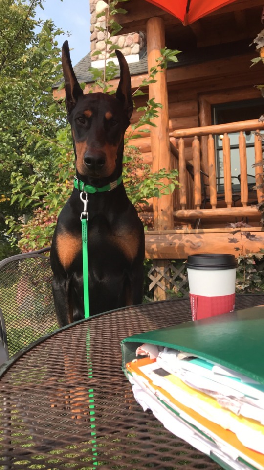 elvenferretots:A very serious coffee buddy who has no idea why we’re here during his sleep hours.