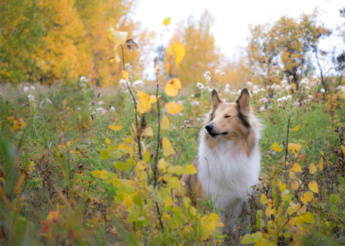 thefloofer-snooter:

Hello friends! It’s been a long time since…