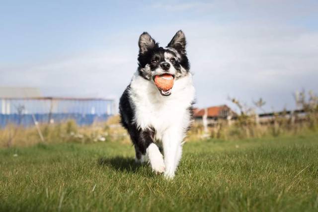 woolywoofs:Ball is life