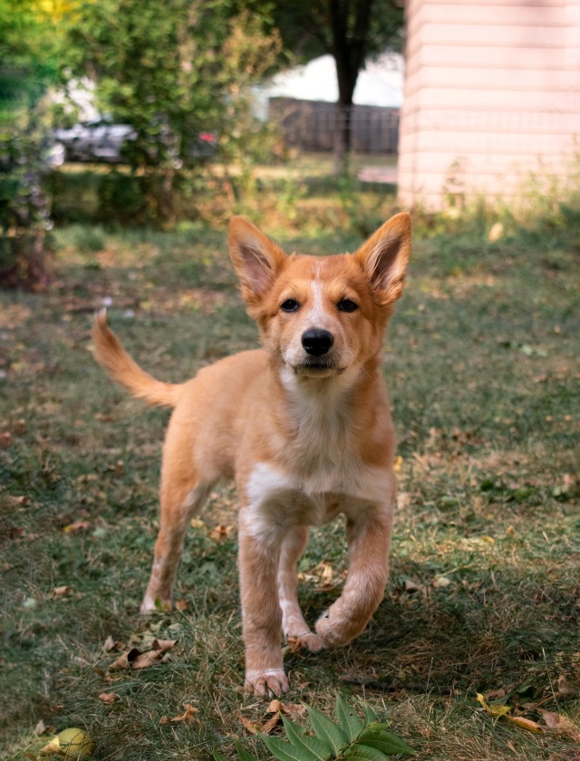 dogsinnature:Aspen – 9/19/20