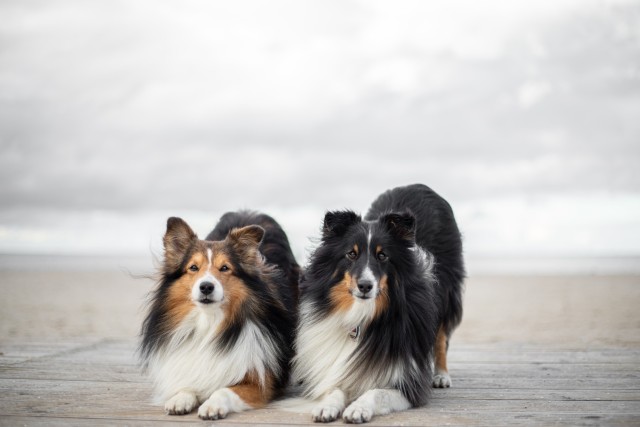 sammythesheltie:❤🐶🌊