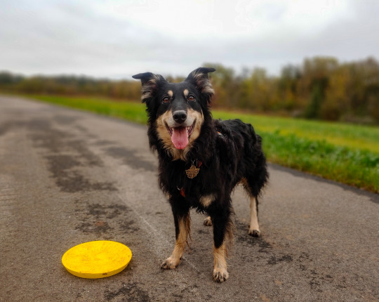 riley-coyotl:

Today was Maple’s birthday! She is 9 years old now, somehow, and I am trying hard not…