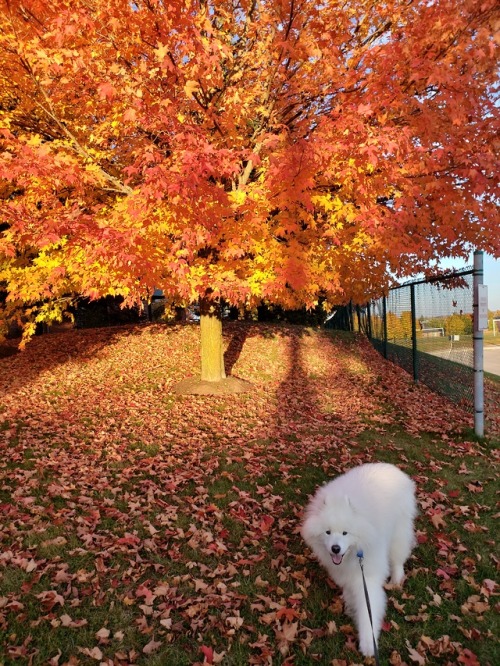 Ceilidh in the fall leaves, almost pumpkin time! 