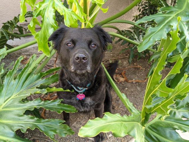 adventure-dog-alyra:Pretend jungle adventures on our morning walk!