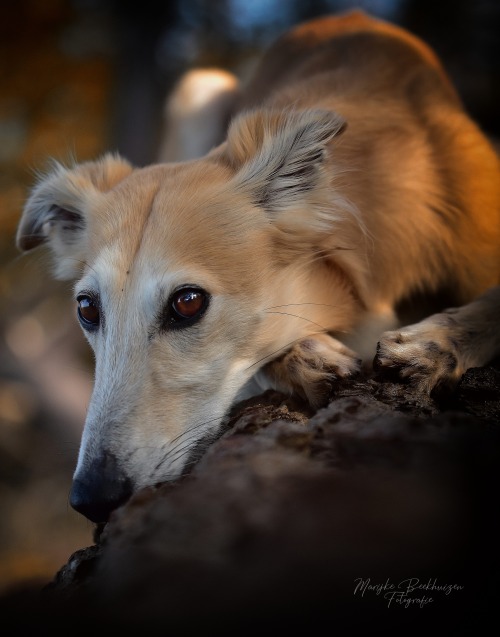 thedutchsighthound:

Dreamy pupPhoto by Marijke Beekhuizen