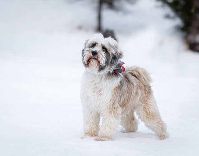 soulpups:This is Þorri, he was the first dog in Iceland to have working days as a therapy dog in a…