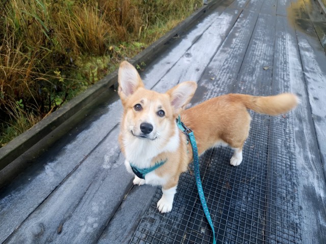 katlathecorgi:First frozt ❄️