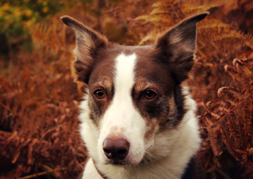 megpricephotography:

sitting in the bracken