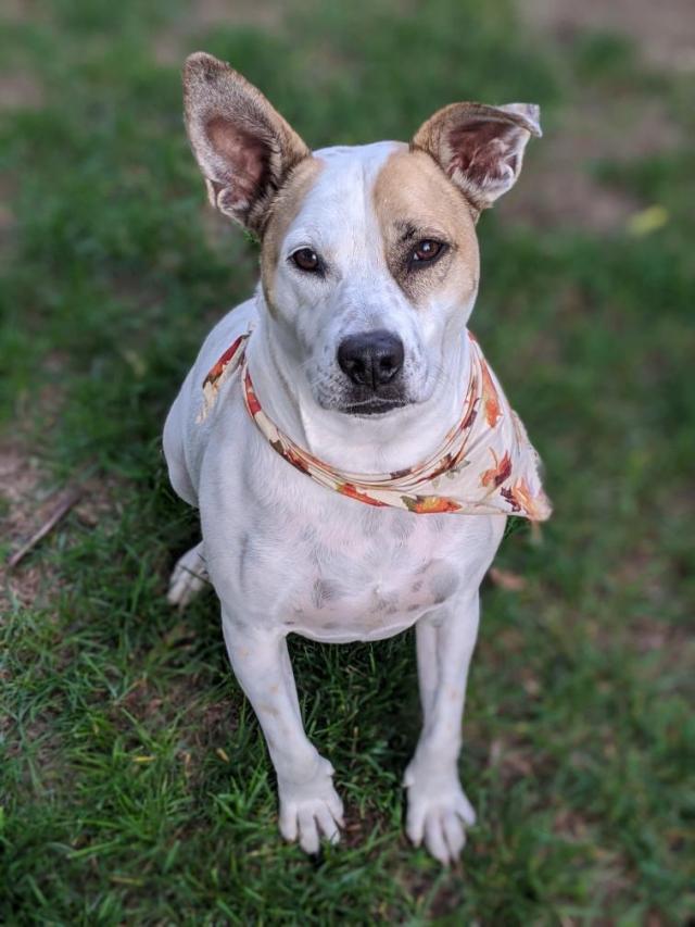 This is Marty, my 5 (6 in February!) year old terrier mix. We did a Wisdom panel on him for my…