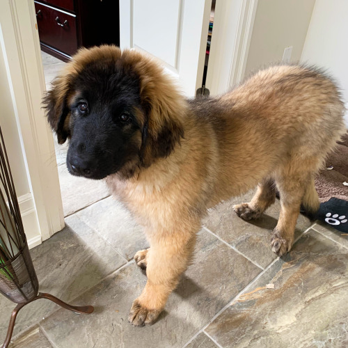 pangur-and-grim:

she’s starting to look like a Real Dog