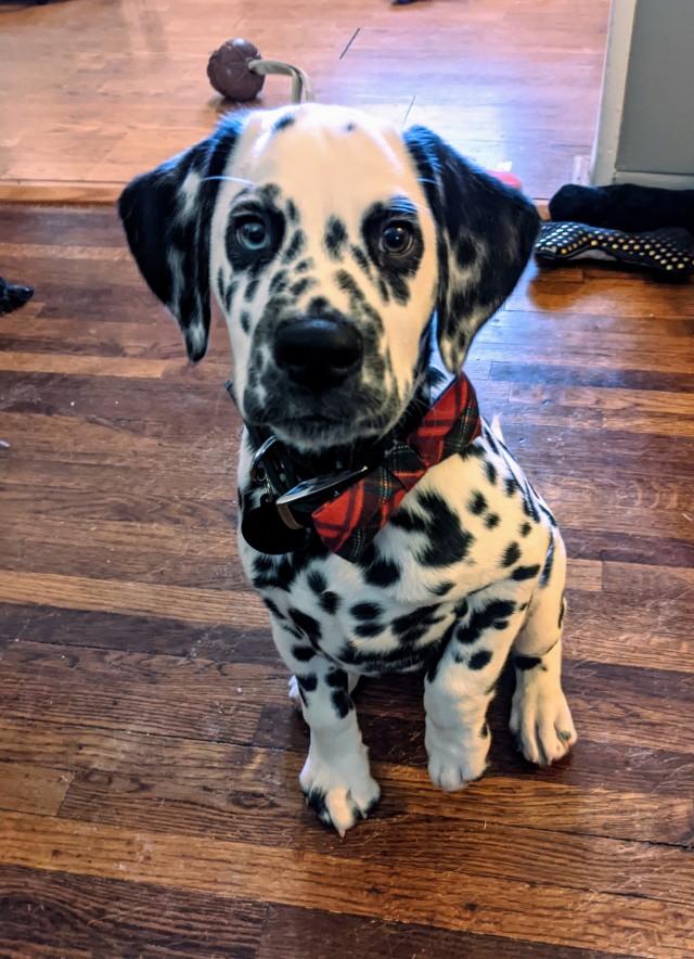 dalmatian-of-the-west:Sometimes lil man goes to work with me, and when he does he must look dapper