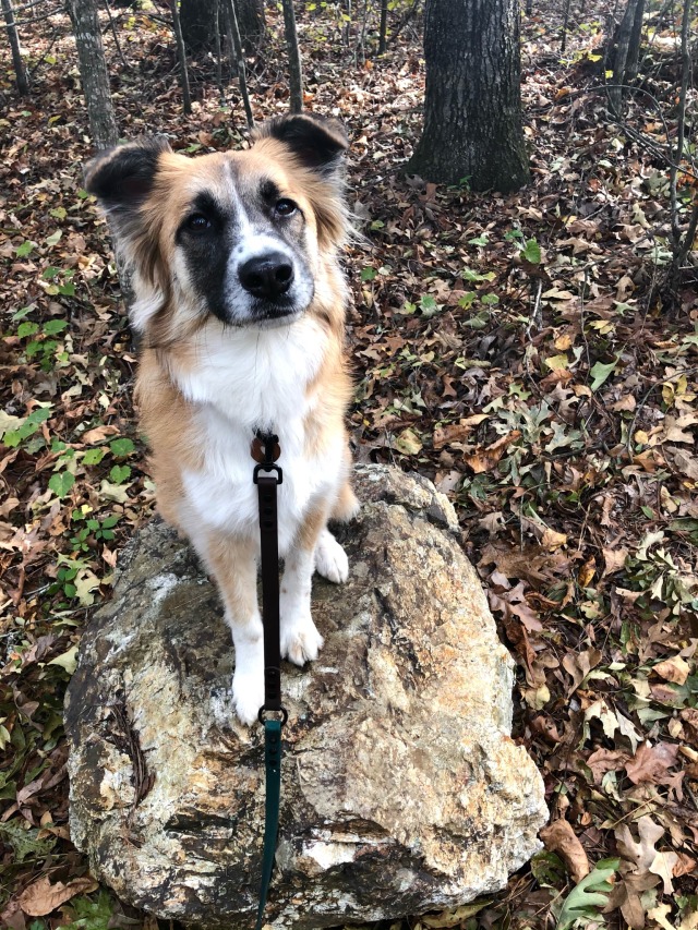 spicymakiroll:Some bonus Maki for today. Dog on Rock!!!