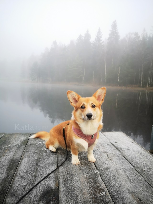 katlathecorgi:Anyone else had this much fog today?