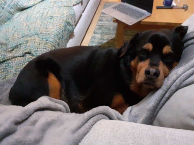 mango-pup:Comfy