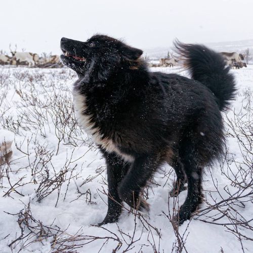 finahundar:Nenets laika