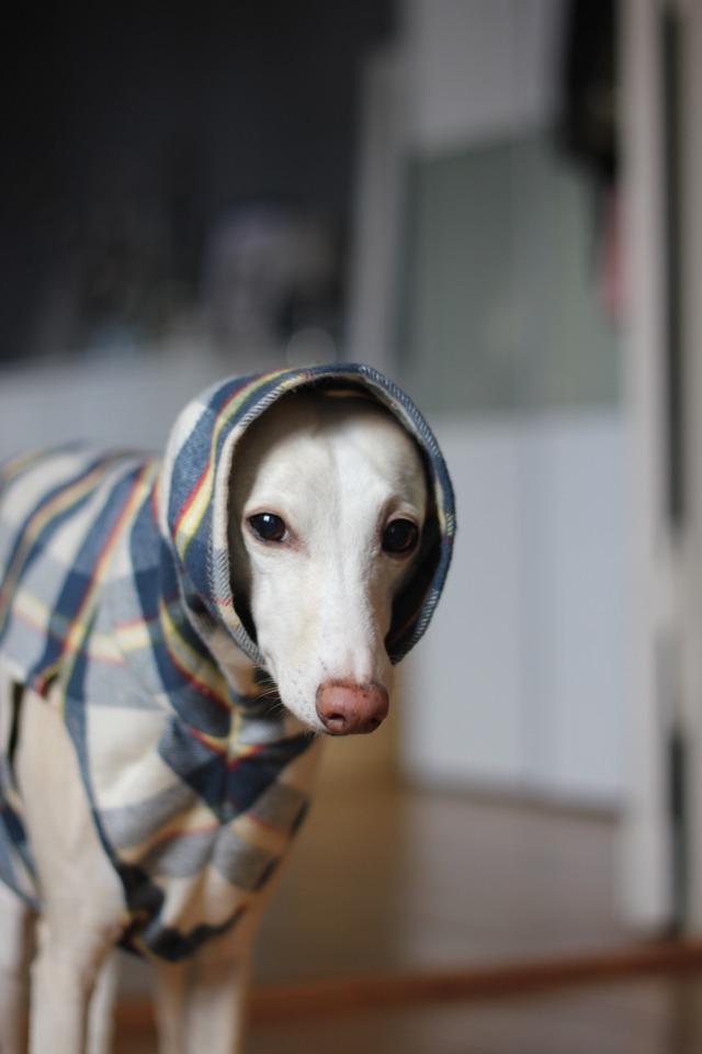 kiwithewhippet: