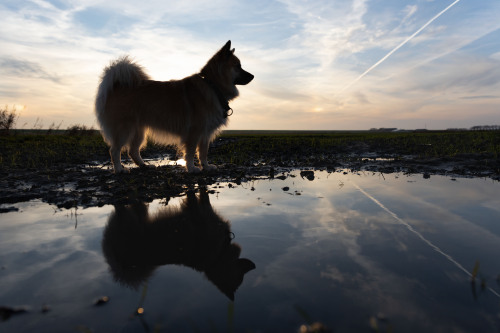 nefja:The hidden magic of a dirty puddle on a random field