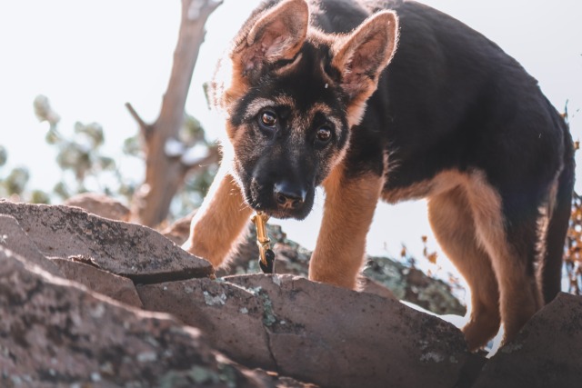 restinthewest:She’s such a thoughtful, observant puppy. I love her more and more every day.