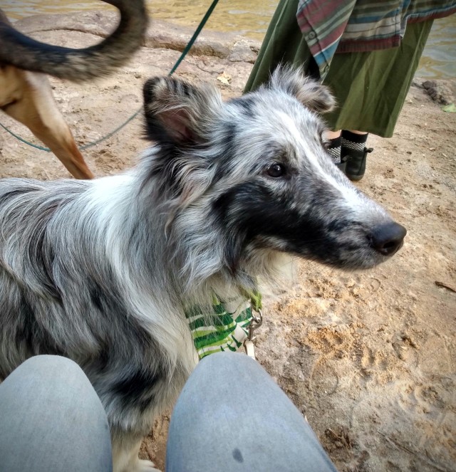 @justslowdown Kiwi the farm sheltie!